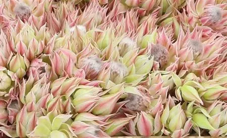 Exotické kvety (Exotics)