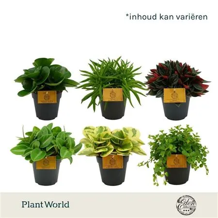 Peperomia Gemengd črepník 12 cm