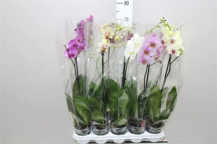 Phal Mix 1 Tak 9+ črepník 12 cm