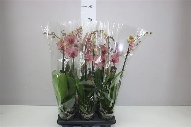 Phal Lava 2 Tak črepník 12 cm