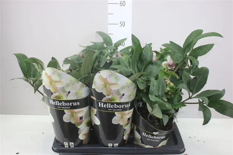 Helleborus Viv Valeria Potcover črepník 17 cm