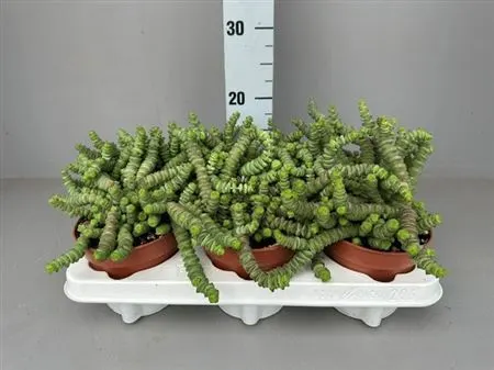 Crassula Hottentot črepník 12 cm
