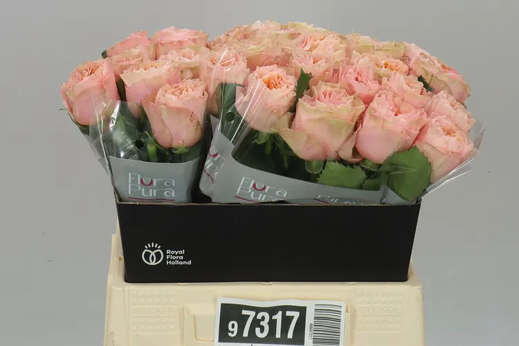 Ruža Eleganza 60 cm