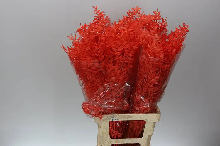 Ruscus Orange 65 cm