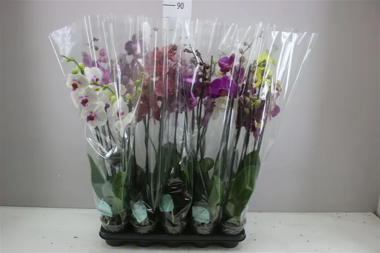 Phal Gemengd 3 Tak črepník 12 cm