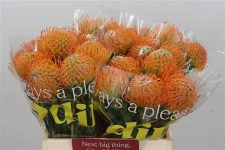 Leucospermum Ayoba Sun 40 cm