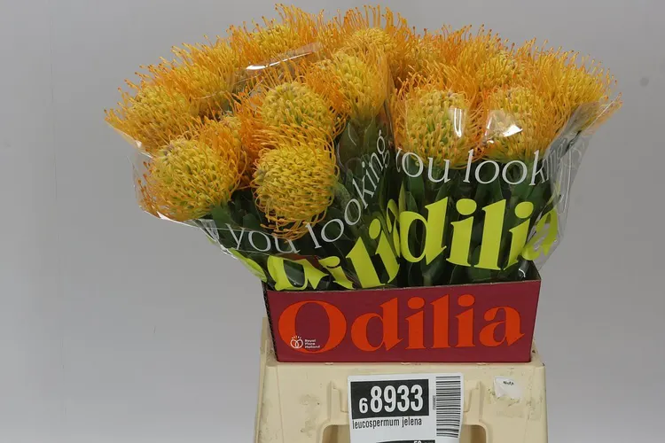 Leucospermum Jelena 50 cm