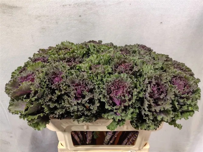 Brassica Ruffle Red 70 cm