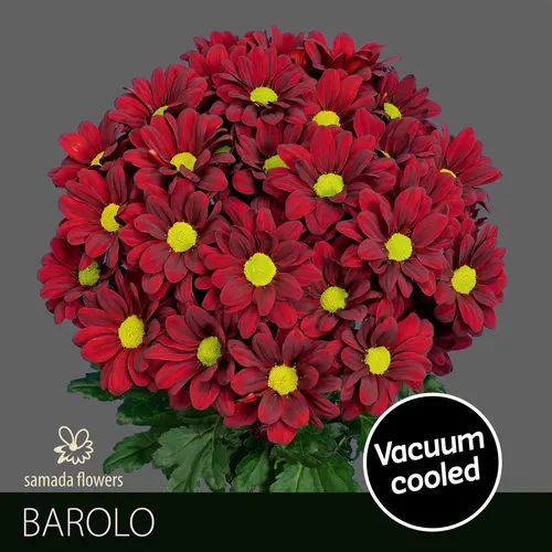 Chr T Barolo 70 cm