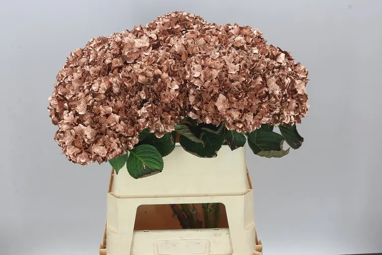 Hydr Painted Copper 80 cm