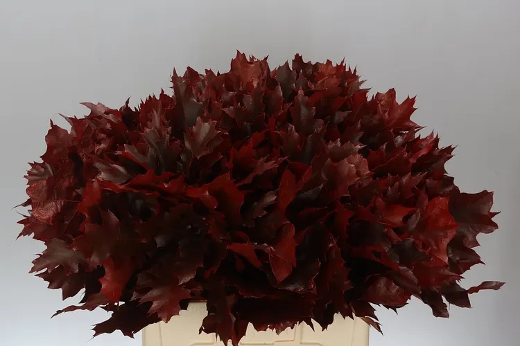 Quercus Rubra Red 20st 60 cm