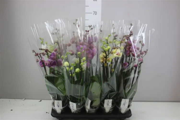 Orchidea Phalaenopsis mix, 5 výhonov črepník 12 cm
