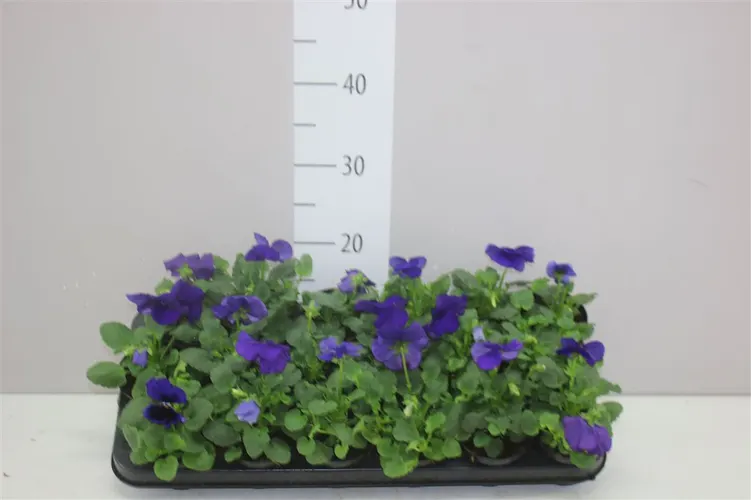 Viola Wi Delta F1 Blue With Blotch črepník 9 cm