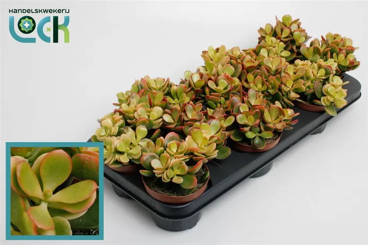 Crassula Ovata 'indian Summer' črepník 10,5 cm