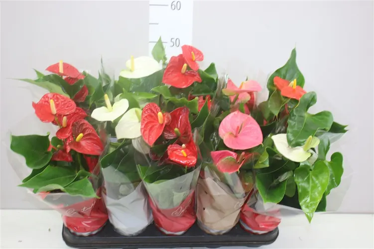 Antúrium mix črepník 12 cm