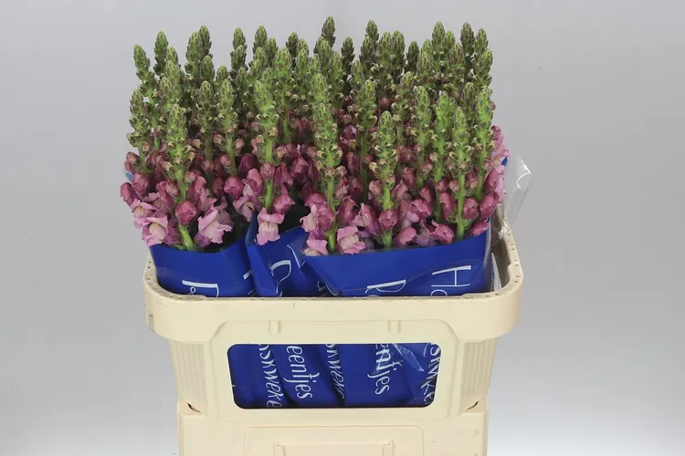 Antir Lavender 75 cm