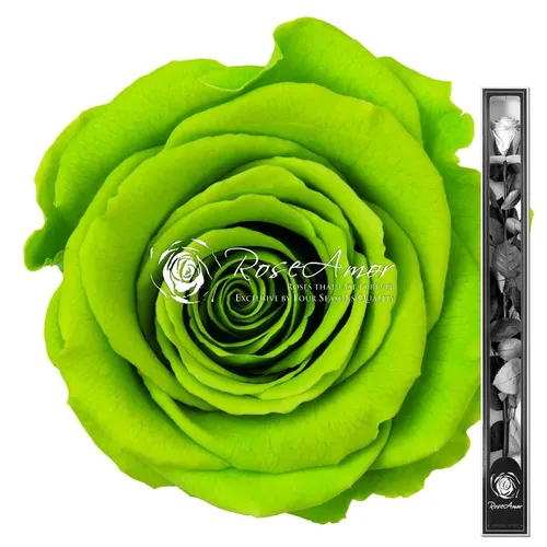 Stabilizovaná ruža na stonke ⌀ 6 cm 60 cm, zelená GRE05