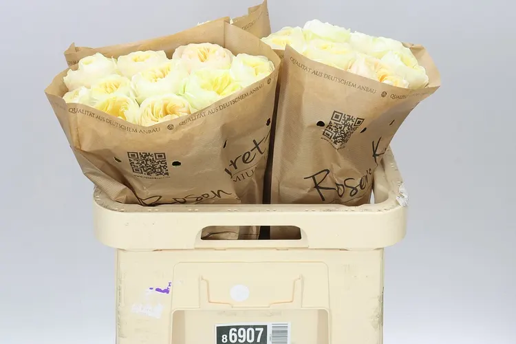 Rosa Gar Whitechapel! 60 cm