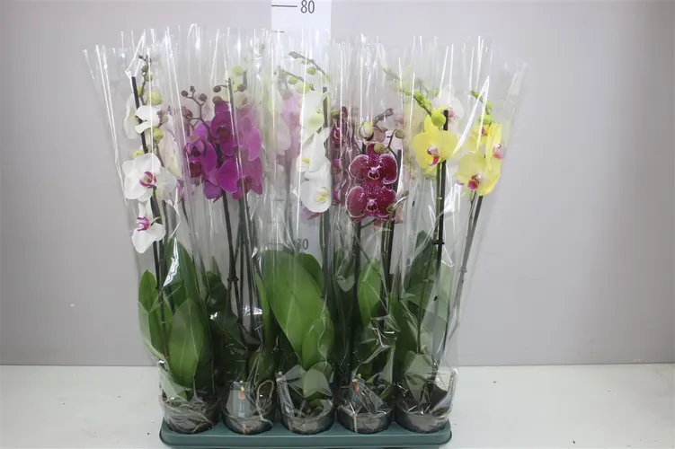 Orchidea Phalaenopsis mix 18+ Mimesis, 2 výhony črepník 12 cm