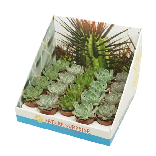 Echeveria mix Showdoos črepník 5,5 cm