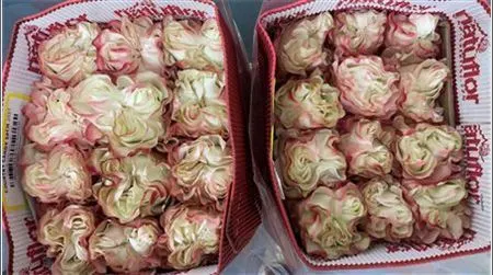 Rosa Gr Ec Country Candy 40 cm