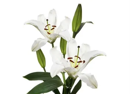 Lil Or White 85 cm