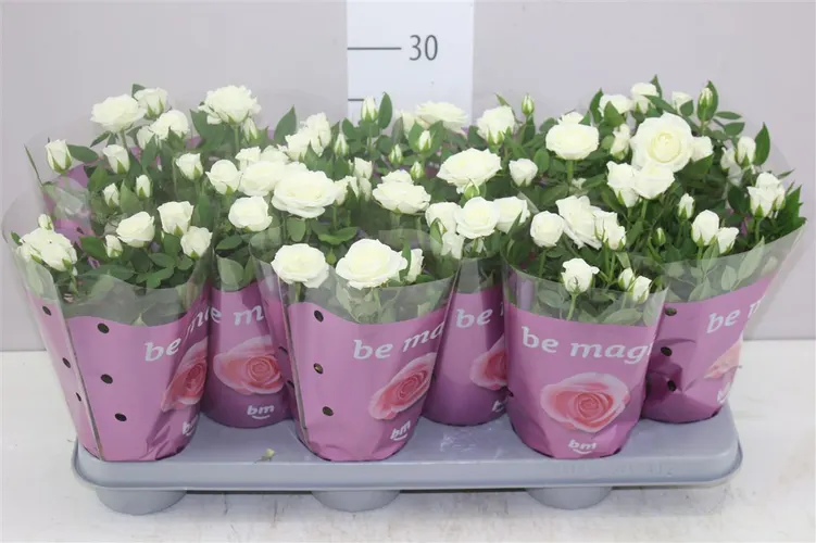 Rosa Jewel Wit A2 črepník 10,5 cm