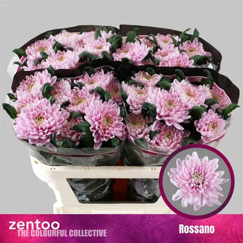 Chr G Rossano 70 cm