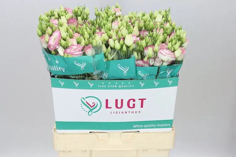 Eust Du Croma Bridal Kiss 70 cm