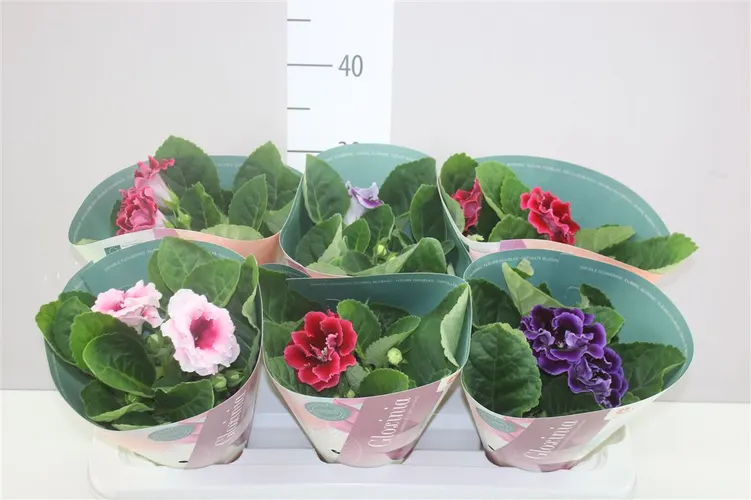 Sinningia Brocade mix črepník 12 cm