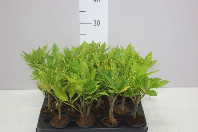 Codiaeum Gold črepník 7 cm