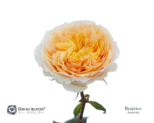Rosa Gar Austin Beatrice 50 cm