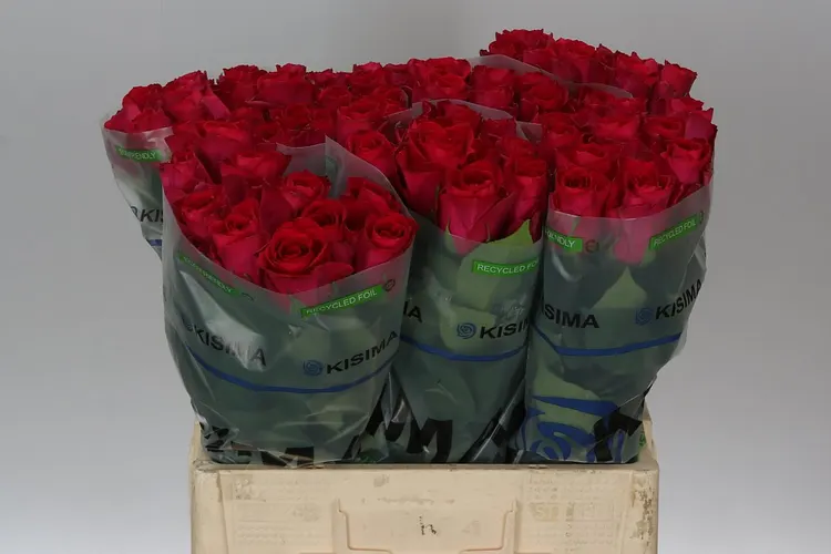 Rosa Gr Madam Cerize 60 cm