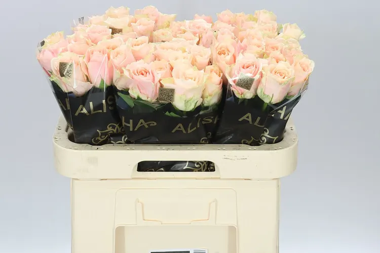 Rosa Gr Harmony Peach 60 cm