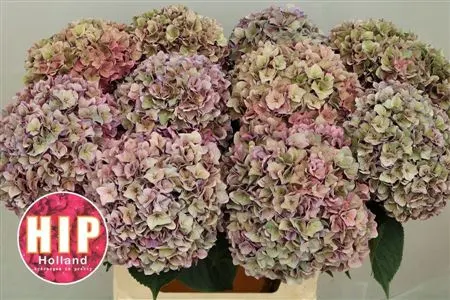 Hyd Rodeo Copper Classic 80 cm