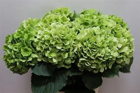 Hyd Verena Green Classic 60 cm