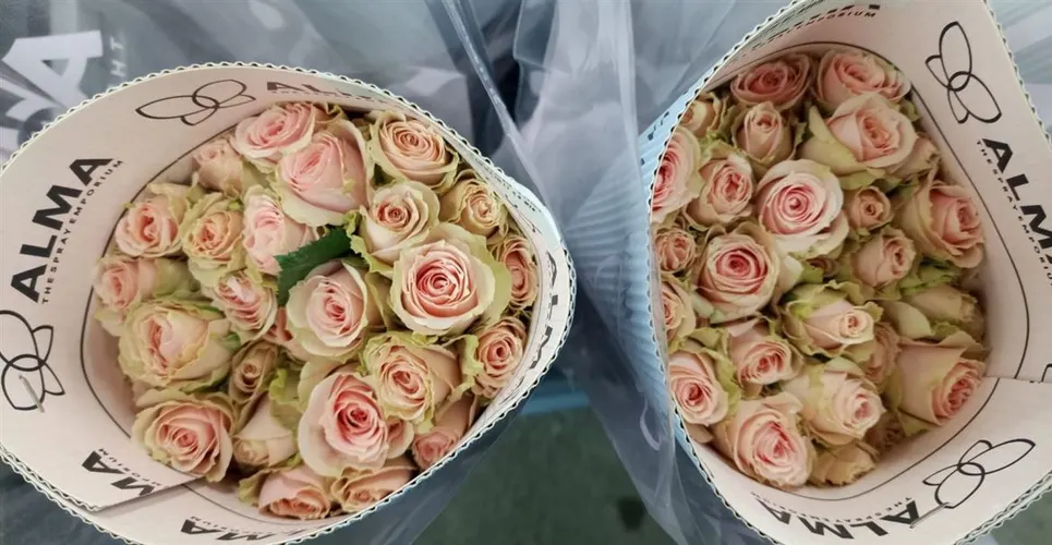 Ruža trsová Peach Irischka, Ekvádor 50 cm