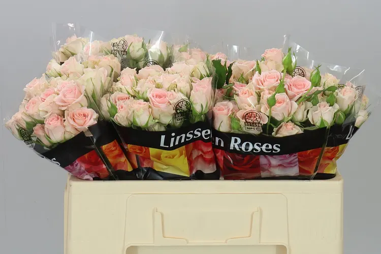 Rosa Tr Sweet Sara 50 cm