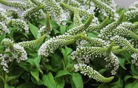 Lysimachia Clethroides 80 cm