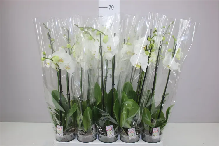 Orchidea Phalaenopsis biela 14+, 2 výhony črepník 12 cm