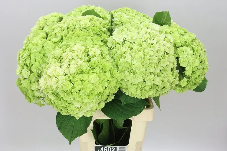 Hortenzia Highness Classic 65 cm