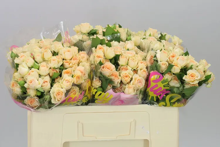Rosa Tr Sancerre 50 cm