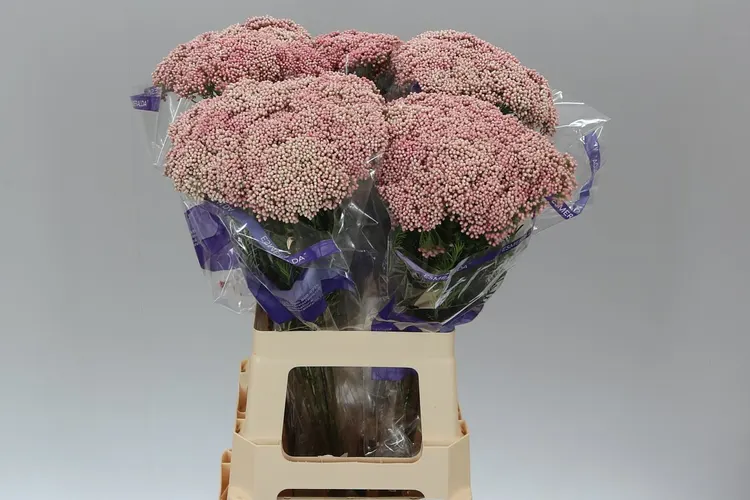 Ozothamus Pink 60 cm