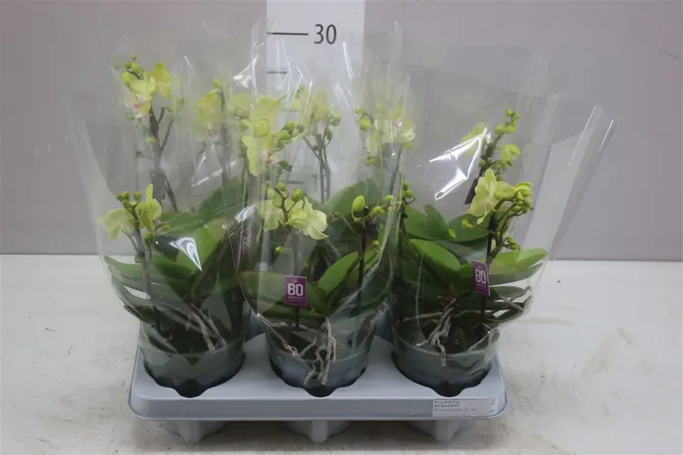 Phal Mtfl Geel 2 Tak črepník 12 cm