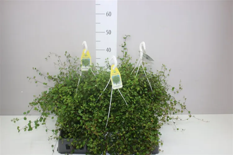 Muehlenbeckia Hang črepník 22 cm