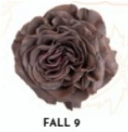 Ruža farbená Fall 9, Ekvádor 50 cm