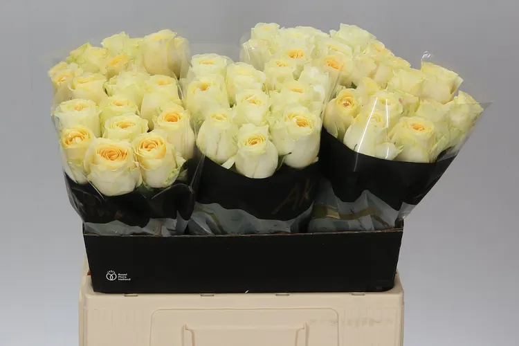 Ruža Buttercup Imp 60 cm