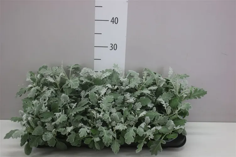 Senecio Cineraria črepník 9 cm