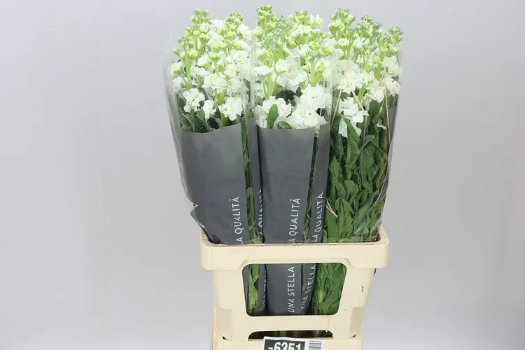 Matthiola White It. Imp 70 cm