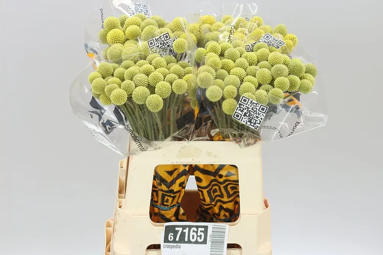 Craspedia 55 cm